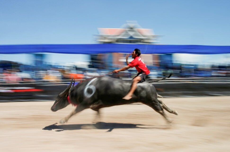 A jockey competes in Chonburi’s annual buffalo race, on October 1. Photo: Reuters
