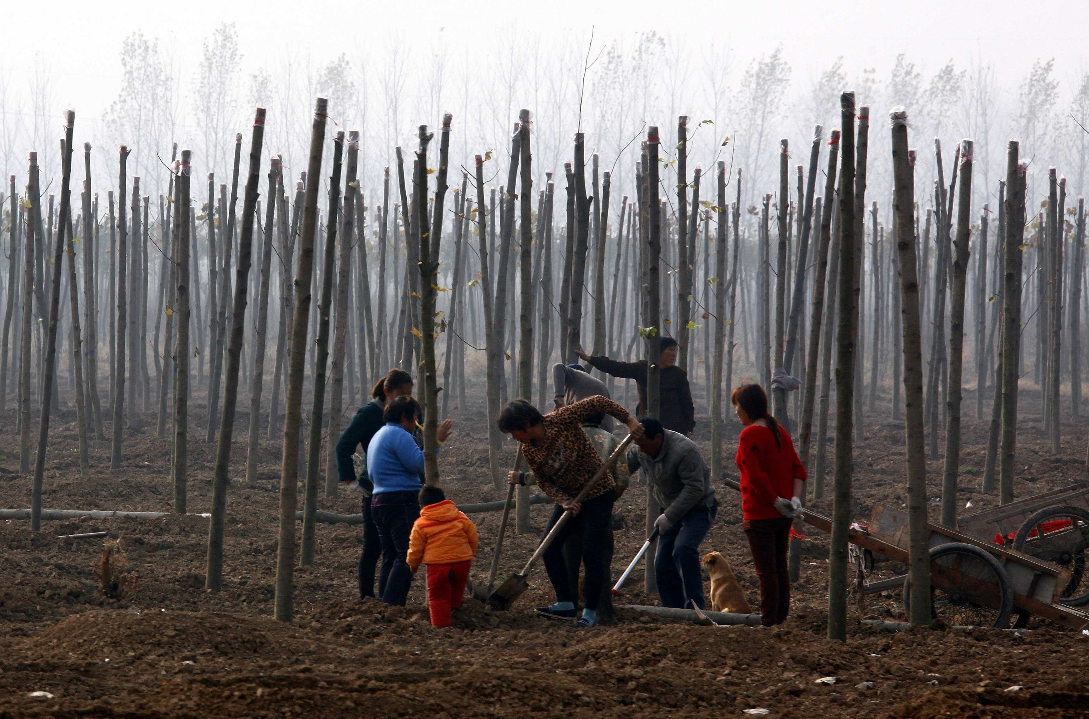 Residents plant trees in an attempt to rejuvenate the soil in Tianying, Anhui province, in 2012. Photo: Reuters