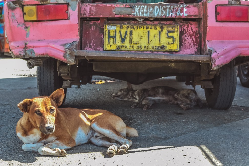 Street dogs in the Philippines, where Norwegian tourist Birgitte Kallestad contracted rabies after being bitten by a stray puppy. Photo: Shutterstock