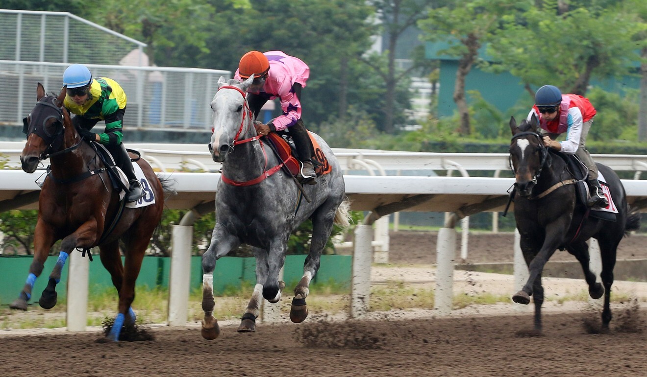 Hot King Prawn (middle) trials at Sha Tin.