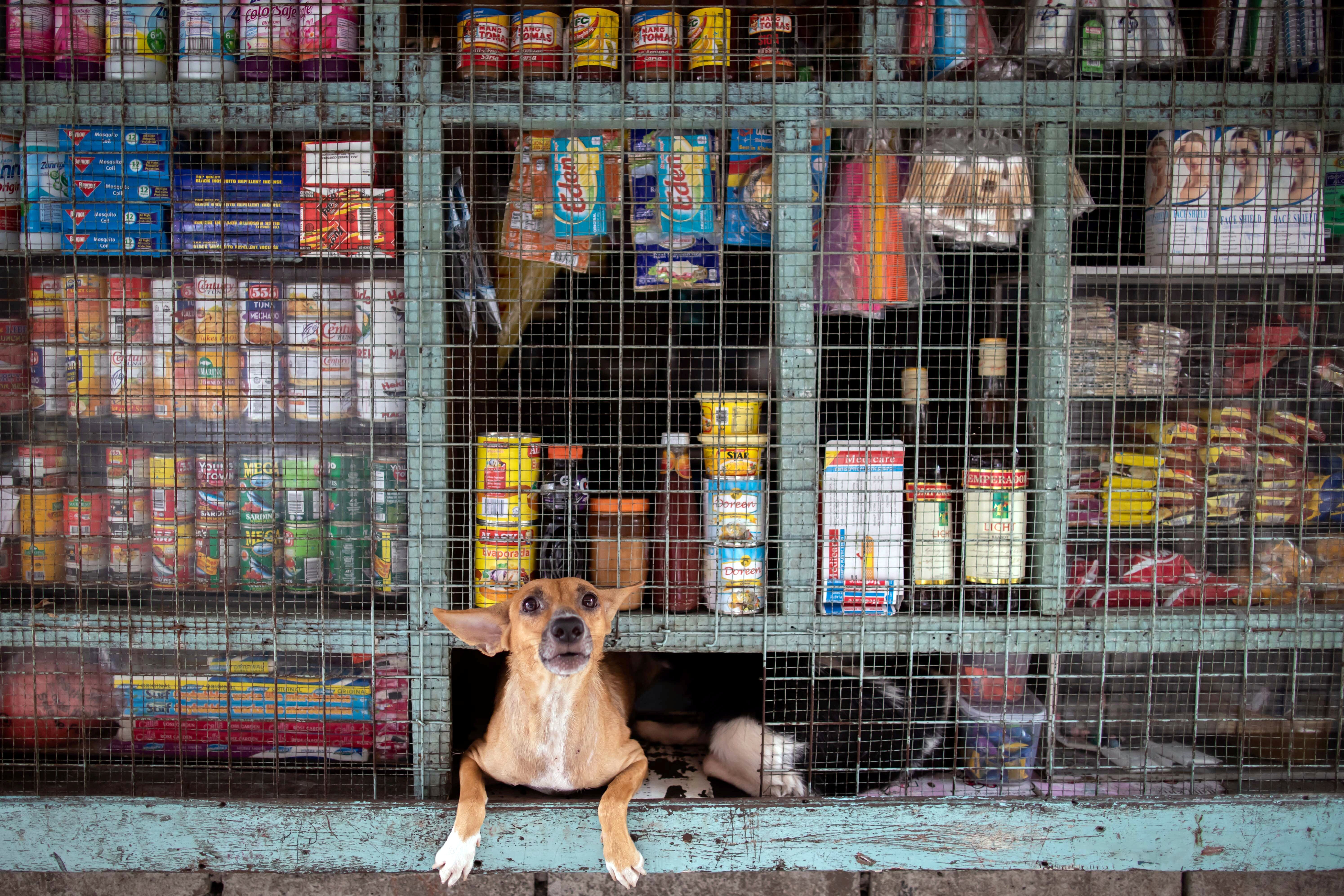 A dog peeks out from a sundries store in Manila, the Philippines, on October 6. Many consumers in underbanked regions rely on cash in their daily lives. Some use cash-based payments even when shopping online, according to PPRO data. Photo: Reuters
