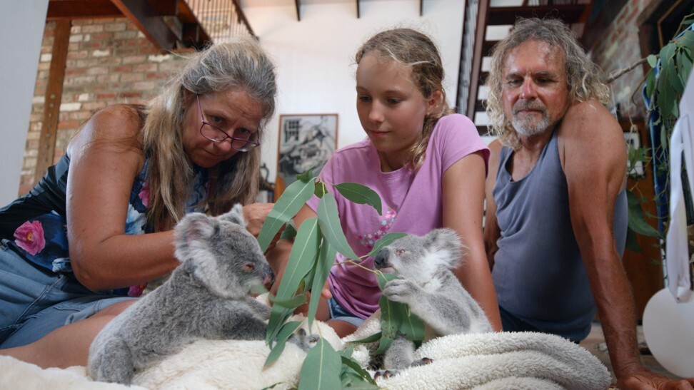 New Netflix series features an 11-year-old 'koala whisperer' - The