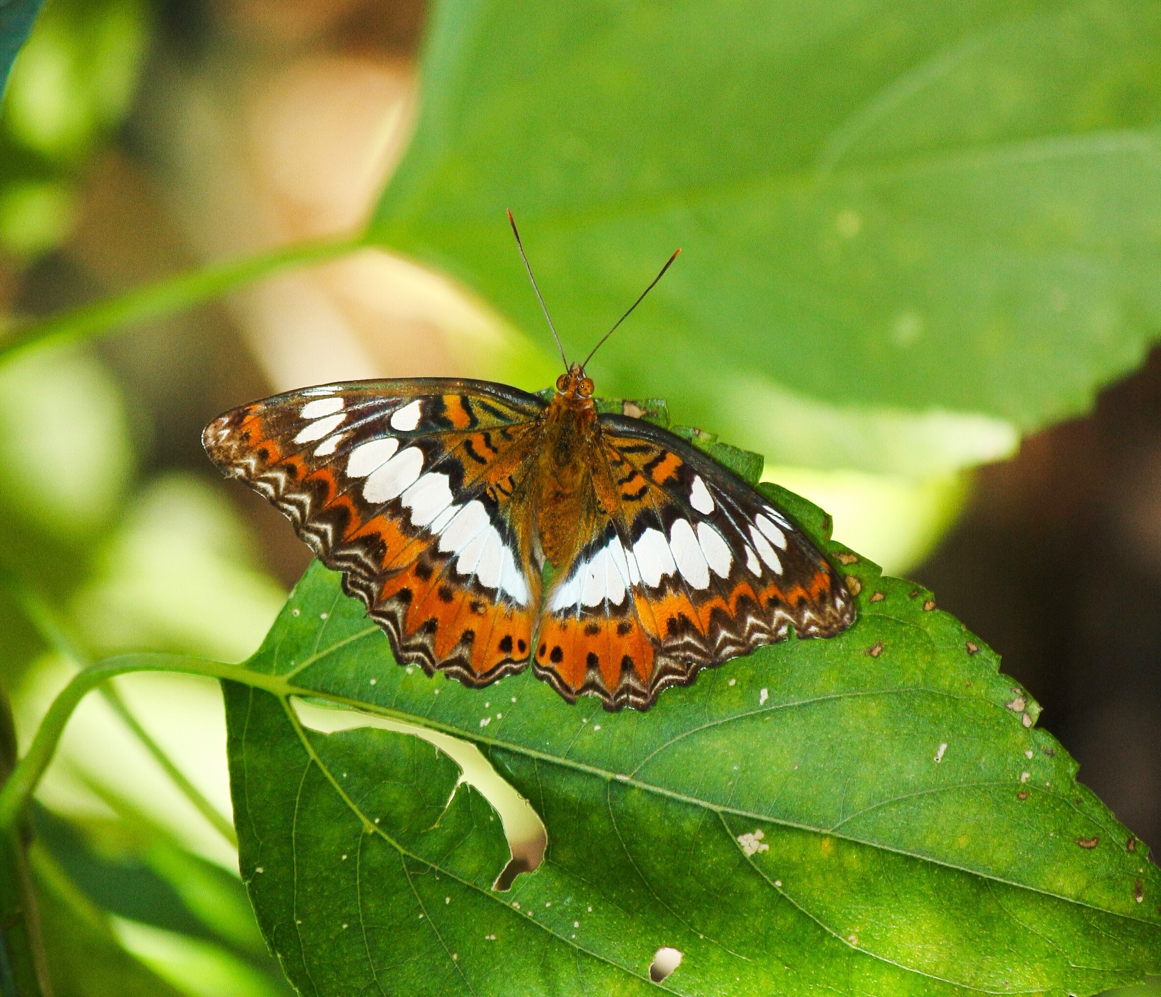 A commander butterfly photographed in Sai Kung, Hong Kong. Photo: Shutterstock