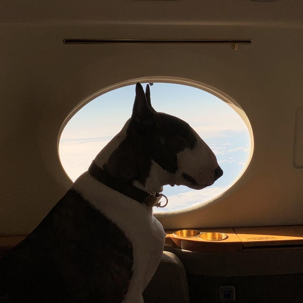 At Home with Marc Jacobs and Neville, His Insta-Famous Bull Terrier