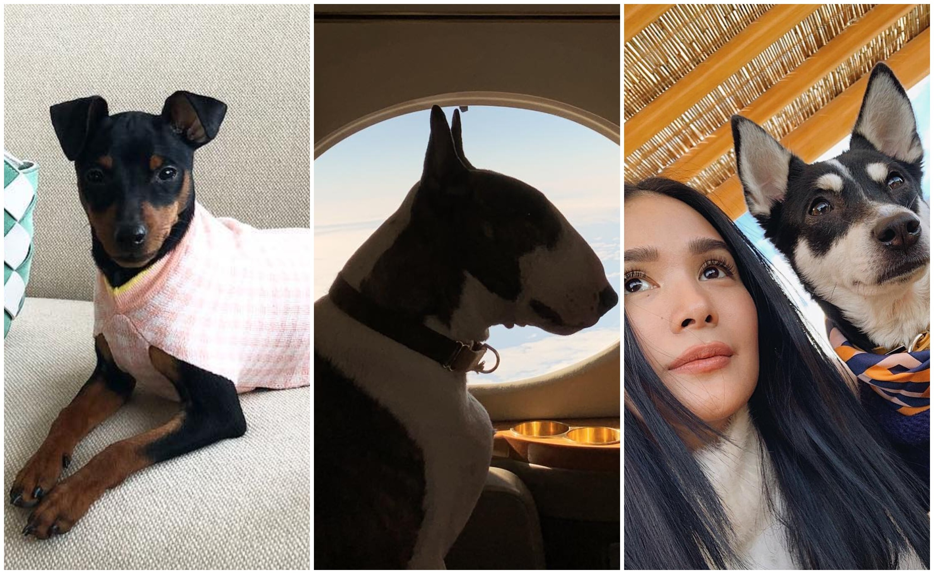 Pampered pooches: From left to right, Bryan Boy’s Bettina, Marc Jacobs’ Neville and Heart Evangelista’s Panda. Photos: @bettinabuffe; @nevillejacobs; @iamhearte/Instagram