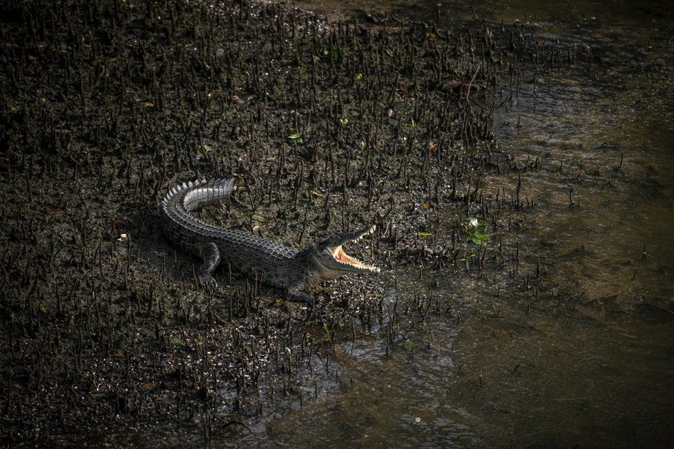 “There below us was a crocodile, jaws wide open to reveal very real teeth.” Photo: Scott A. Woodward