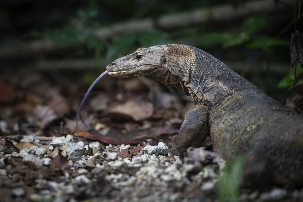Monitor lizards are just one of the species found at the reserve. Photo: Scott A. Woodward