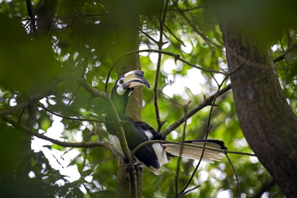 Oriental pied hornbills can be spotted at the Sungei Buloh Wetland Reserve in Singapore Photo: Scott A. Woodward