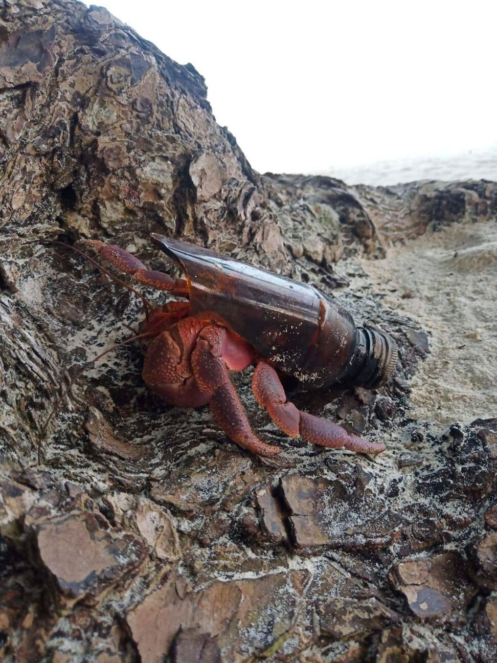 A hermit crab using a broken bottle as its shell in Mu Koh Lanta National Park. Photo: AFP