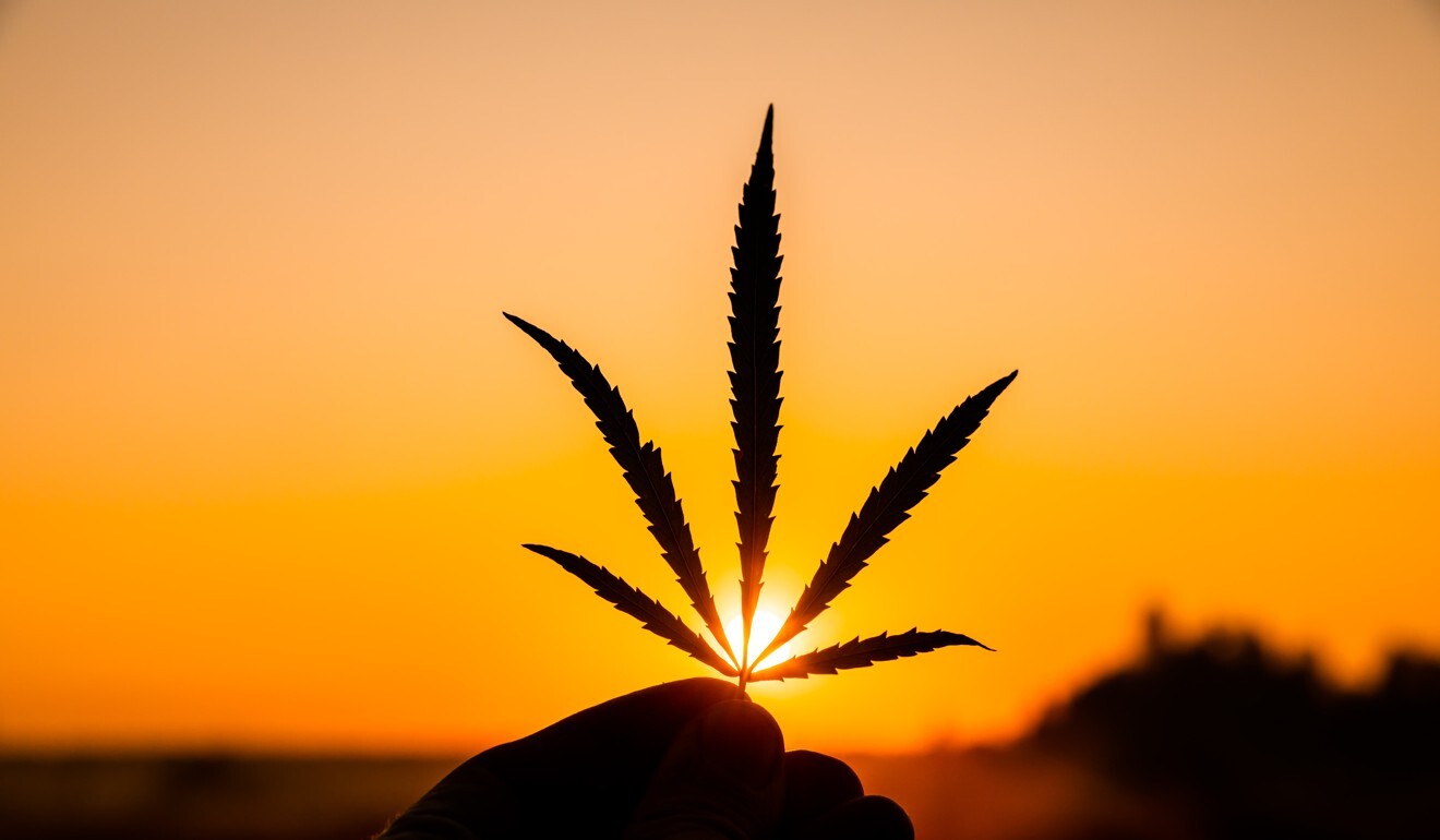 Voters in Mississippi, Montana and South Dakota have approved ballot initiatives to legalise medical marijuana. Photo: NZME