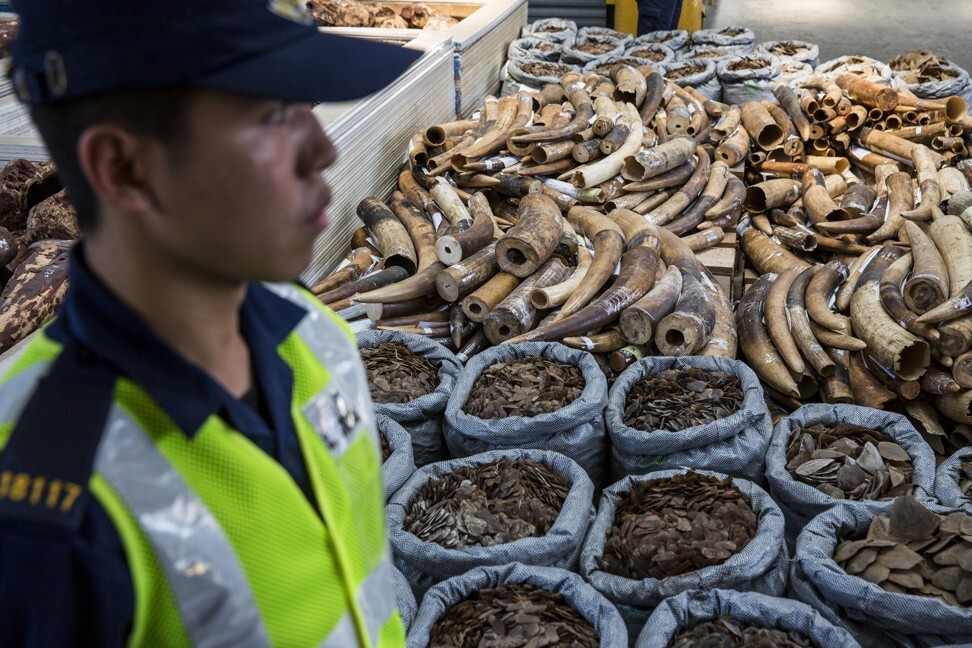 A Hong Kong Customs officer stands next to seized endangered species products including elephant ivory tusks, pangolin scales and shark fins at a customs inspection point in Hong Kong. Photo: AFP
