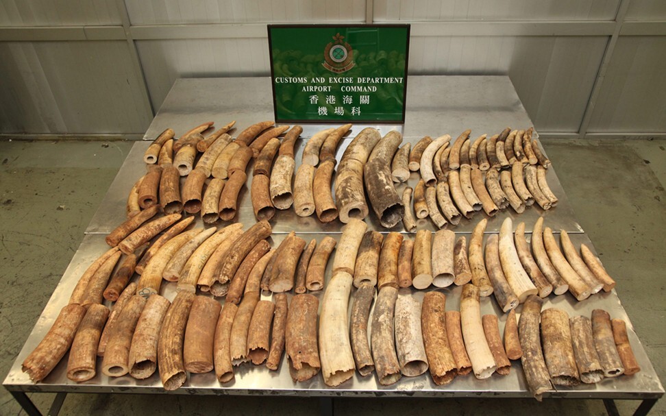 Hong Kong Customs displays 113 pieces of illegally poached elephant ivory tusks that were detected in an air cargo shipment from Burundi, central Africa, using X-ray equipment. Photo: EPA