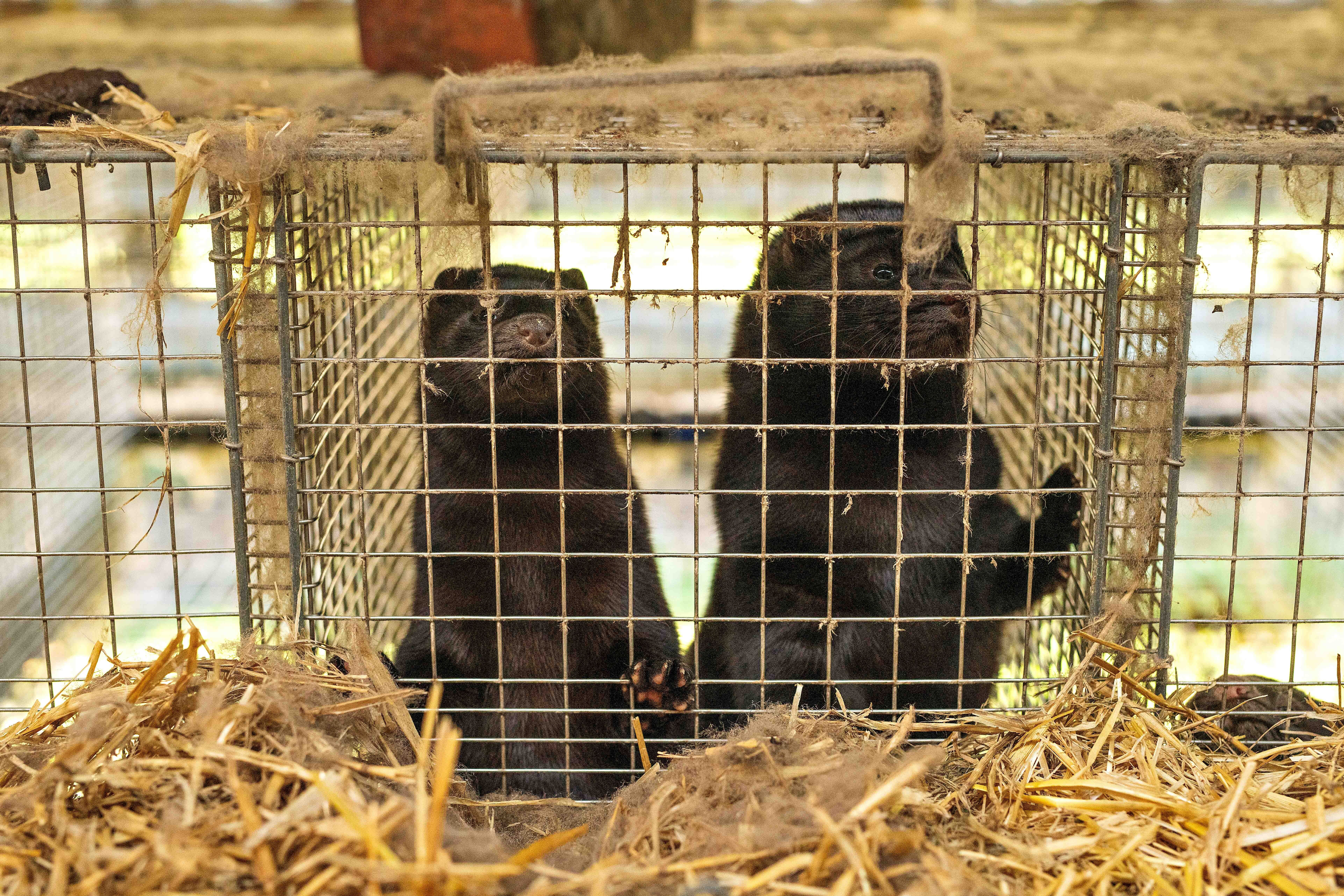 Mink in cages on a farm in Denmark. Photo: Bloomberg