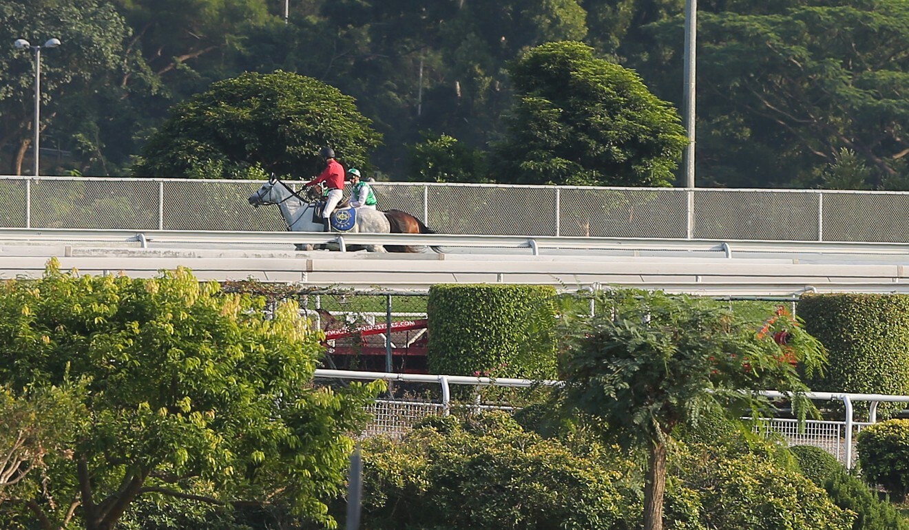 Pakistan Star is retrieved by officials after stopping in the Group Two Jockey Club Cup a year ago.