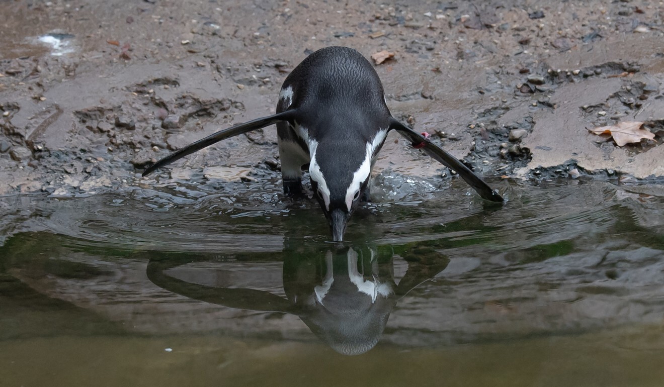 A penguin drinks water at the Berlin Zoo. Photo: DPA