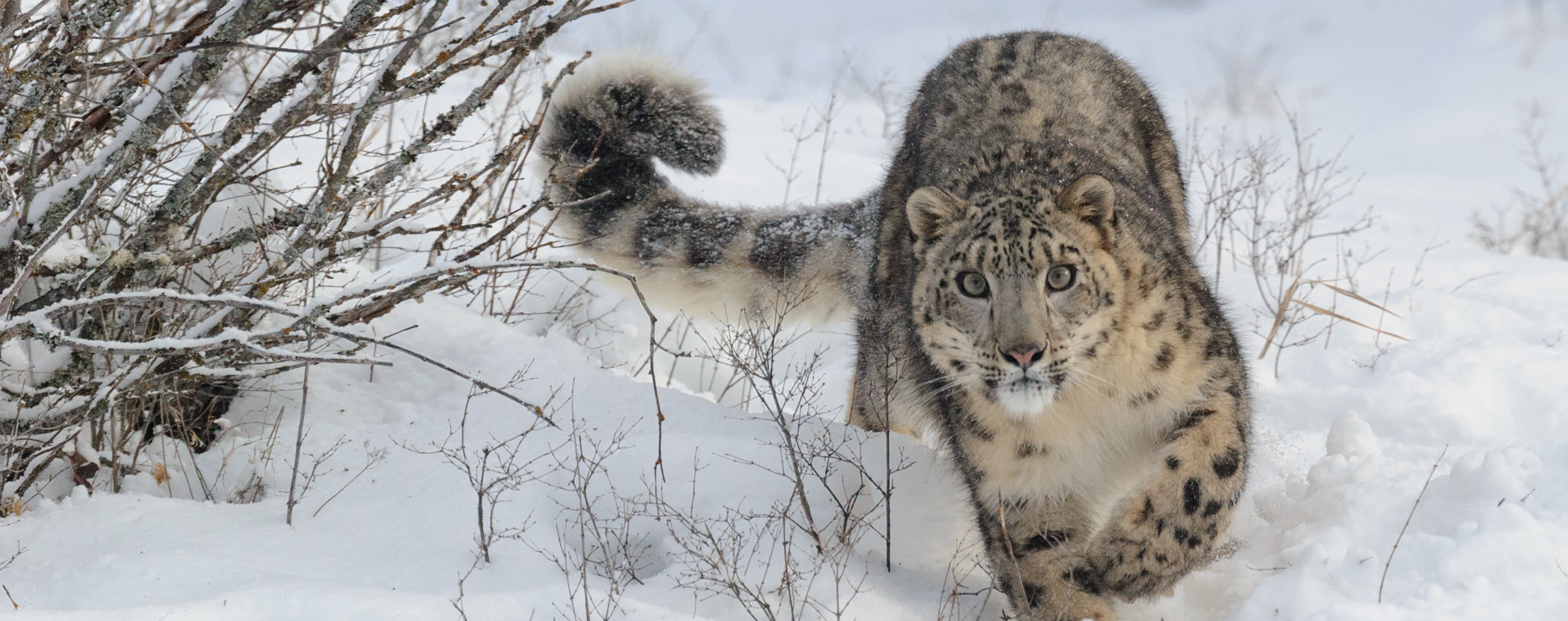 Snow leopard by Indiwild, 1 of the best Wildlife Sculpture - Wildlifekart  is an online shop for Wildlife and Nature Lovers.