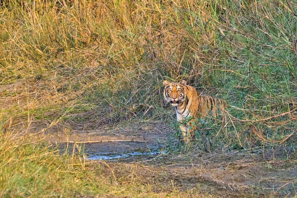 A Bengal Tiger in Nepal’s Bardiya National Park. Photo: Getty Images