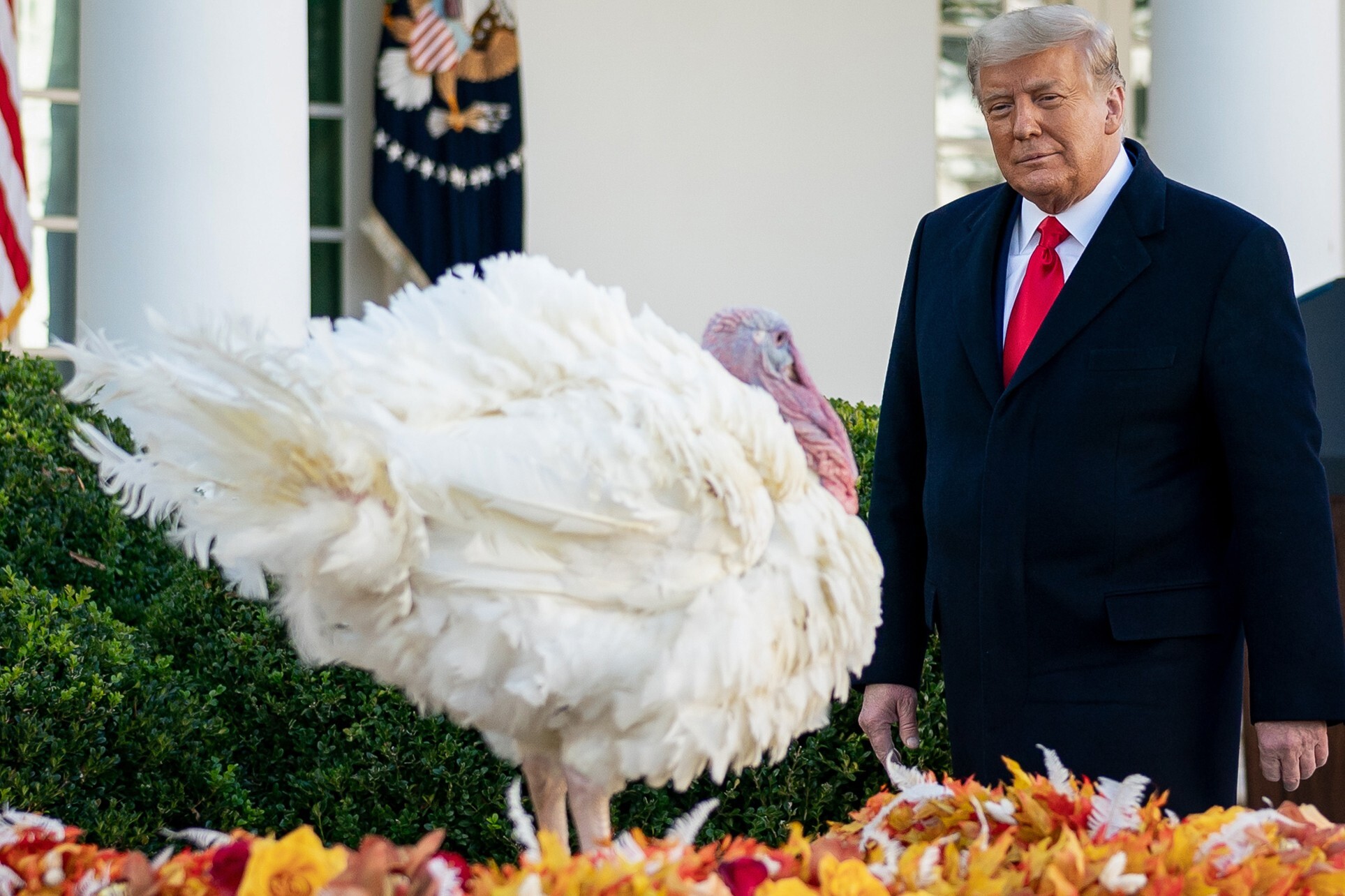 US President Donald Trump pardons a turkey at the White House, as part of an annual Thanksgiving presidential ritual. Photo: DPA