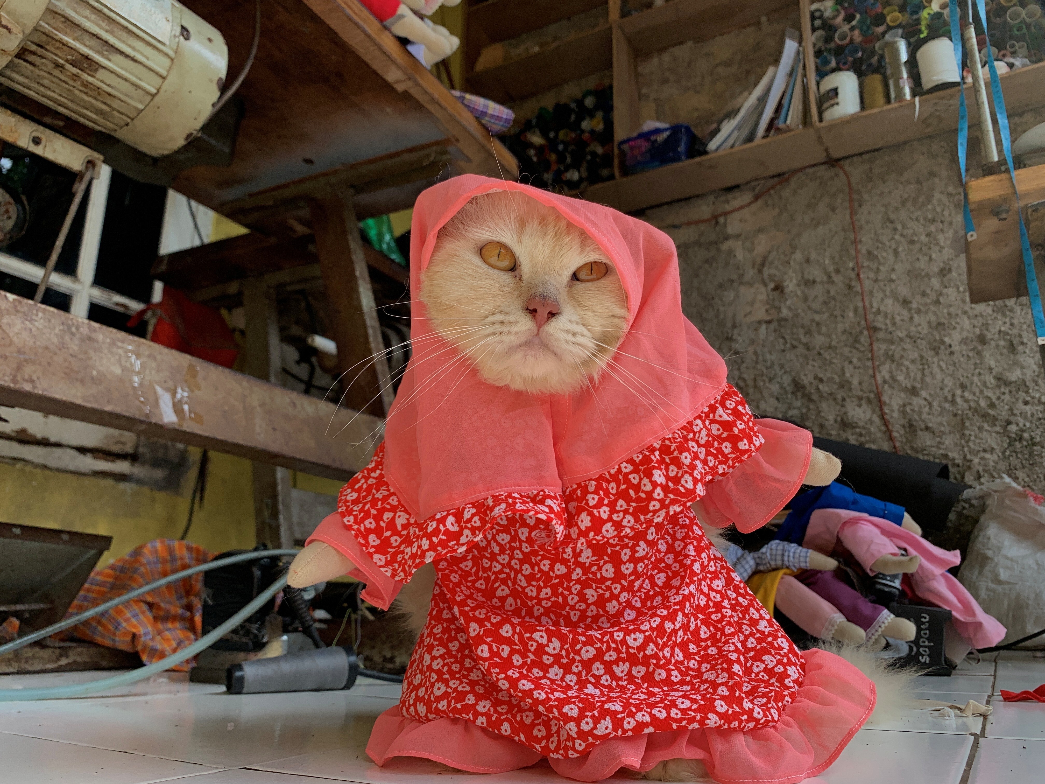 Former Indonesian schoolteacher turns fashion designer for cats, gives them  cute makeovers - GulfToday