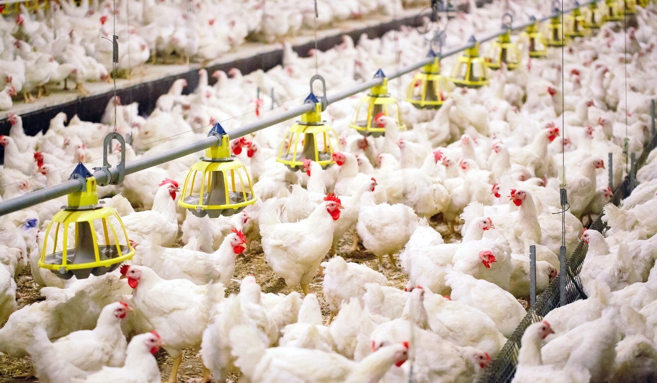 Οι αγρότες σε πολλές χώρες τροφοδοτούν αντιβιοτικά σε ζώα για να τα κάνουν να γίνουν ταχύτερα και να αποτρέψουν και να θεραπεύσουν μόλυνση. Φωτογραφία: Shutterstock
