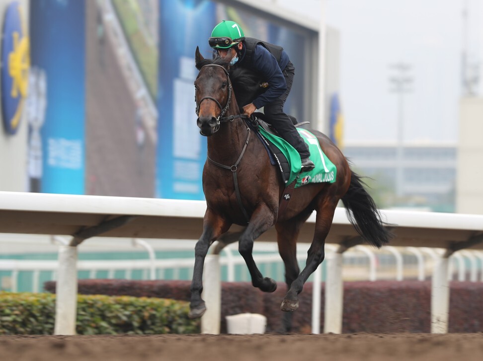 Royal Julius lines up in the Hong Kong Vase on Sunday. Photo: Kenneth Chan