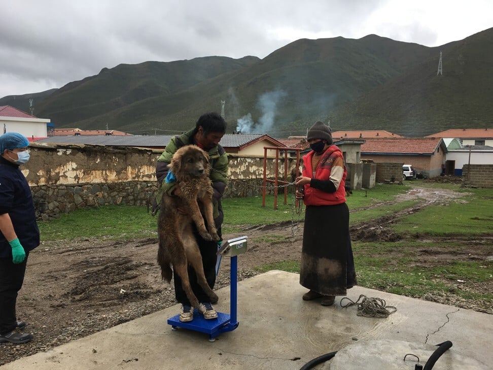 Villagers weigh a mastiff before it is paired up for adoption.