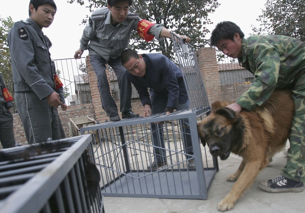 Security guards try to put a Tibetan mastiff into a cage at an illegal farm in Beijing in 2006. Photo: China Photos/Getty Images
