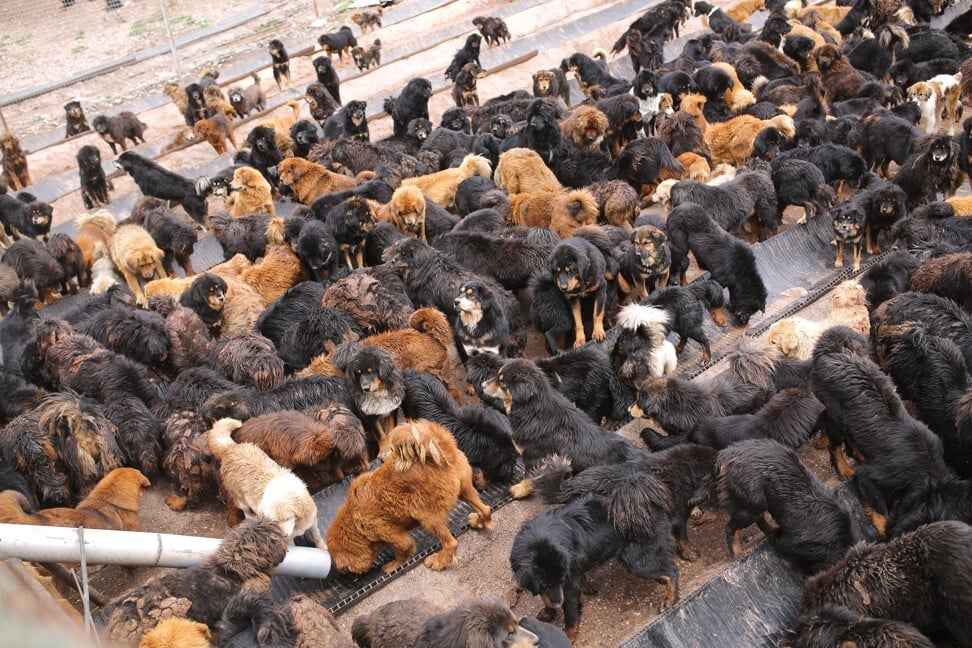 Stray Tibetan mastiffs wait for food at a dog shelter in Qinghai province, China. There are more than 600 stray Tibetan mastiffs in the shelter. Photo: Pu Xiaoxu/Visual China Group via Getty Images
