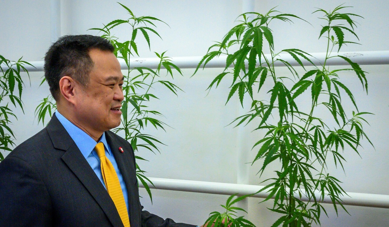Thailand's Deputy Prime Minister and Minister of Public Health Anutin Charnvirakul touches a cannabis plant during the opening of a cannabis clinic in Bangkok. Photo: AFP