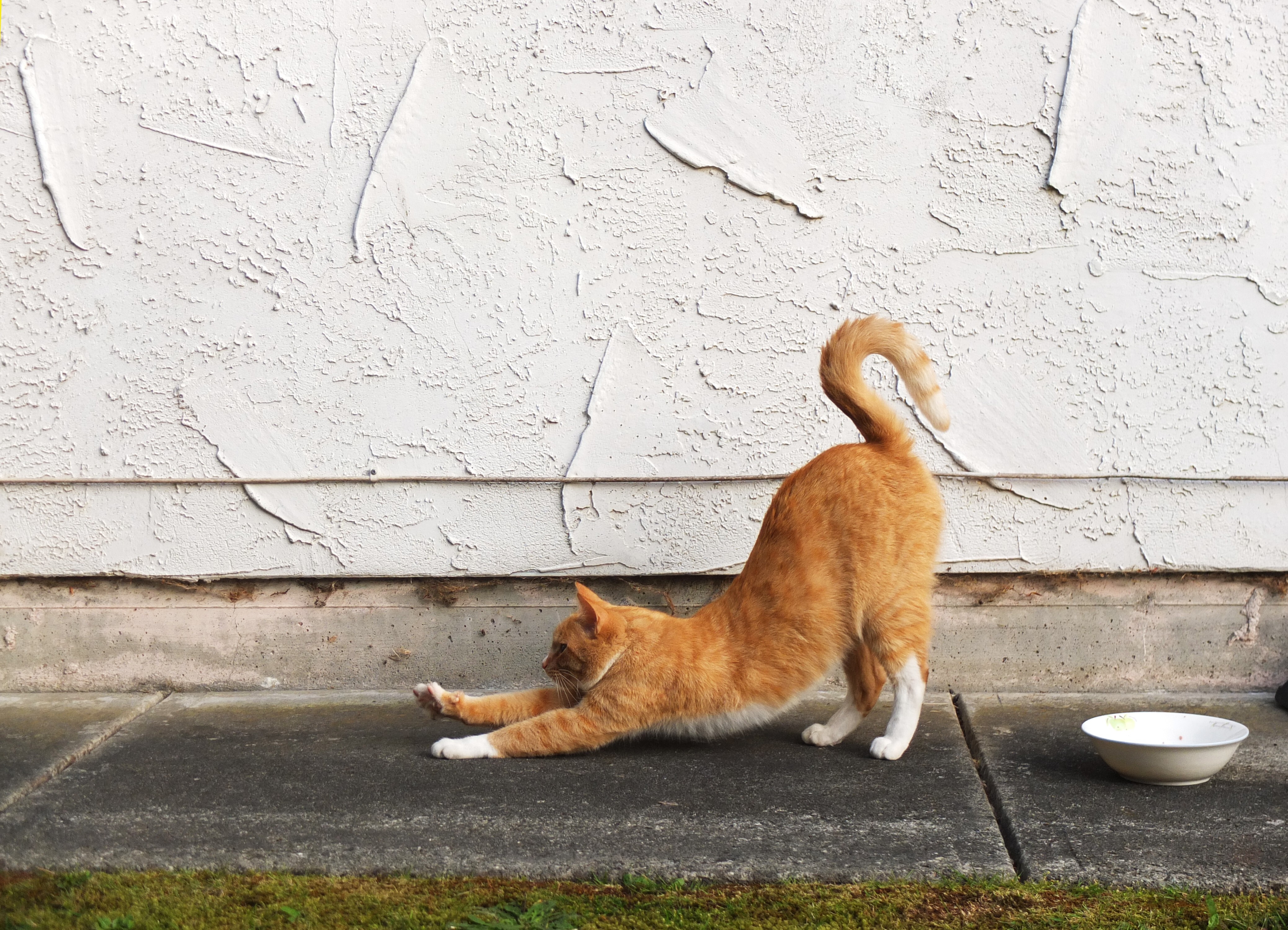 feline fiv treatment