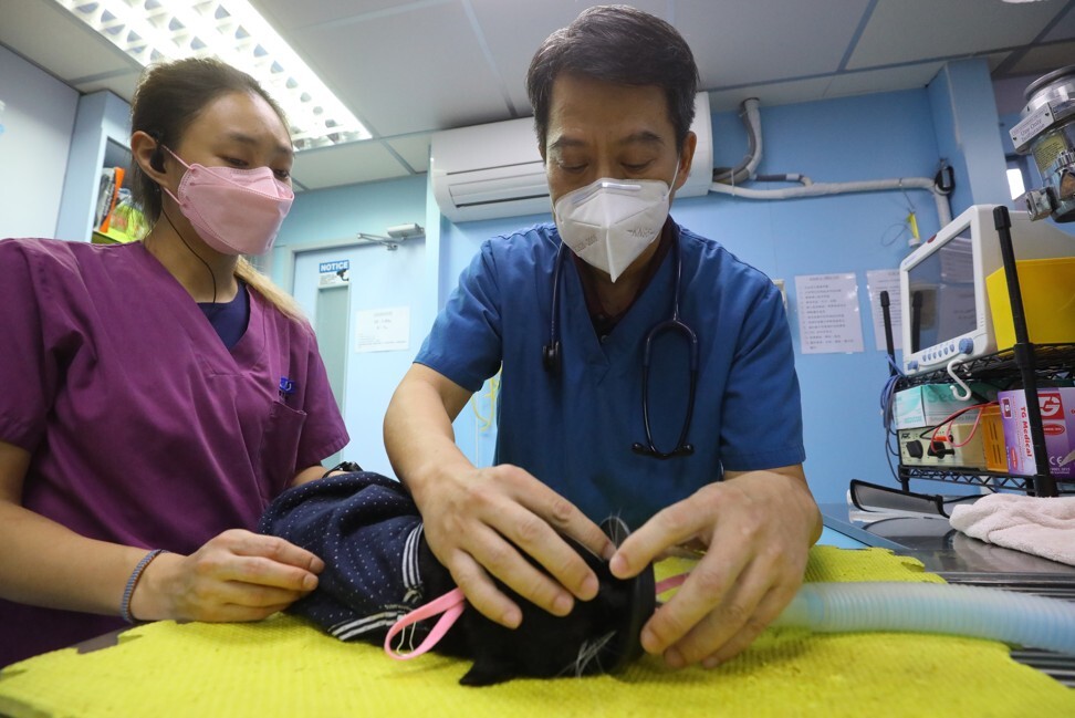 A cat receives immunotherapy treatment. Photo: Dickson Lee