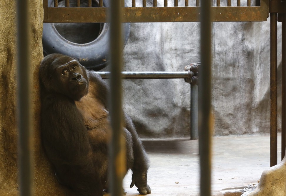 Female gorilla Bua Noi at Pata Zoo, in Bangkok, in 2014. Photo: EPA