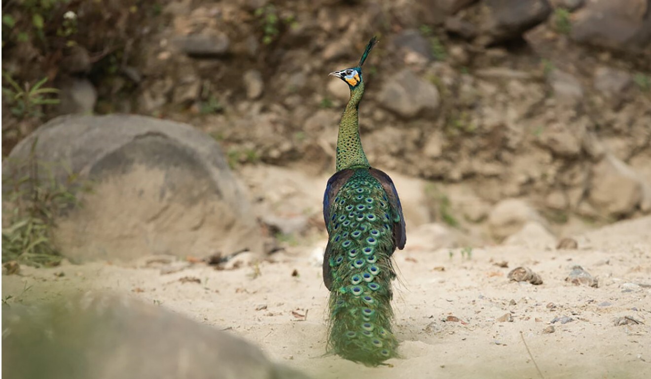 Court reprieve for China’s rare green peafowl but it’s not out of the ...