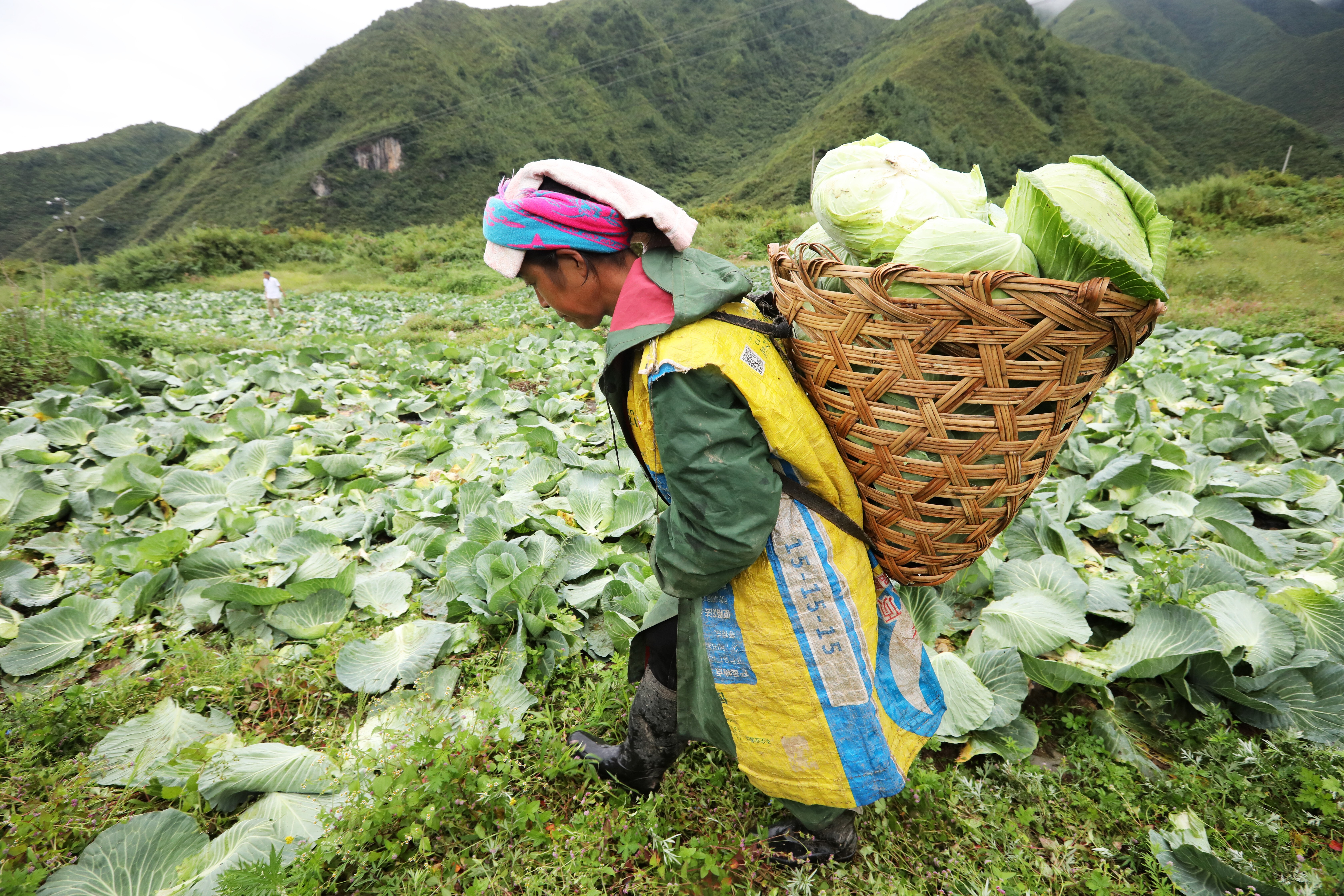 A Tibetan woman harvests vegetables in the Liangshan Yi Autonomous Prefecture, Sichuan province. Photo: Simon Song