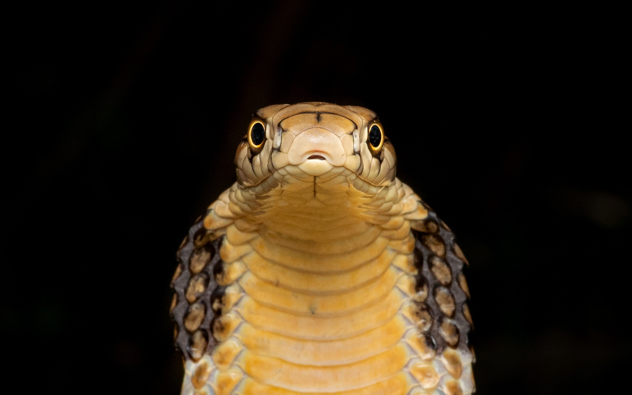 Adam Francis won the Hong Kong Snakes competition with this photo of a king cobra. Photo: Adam Francis