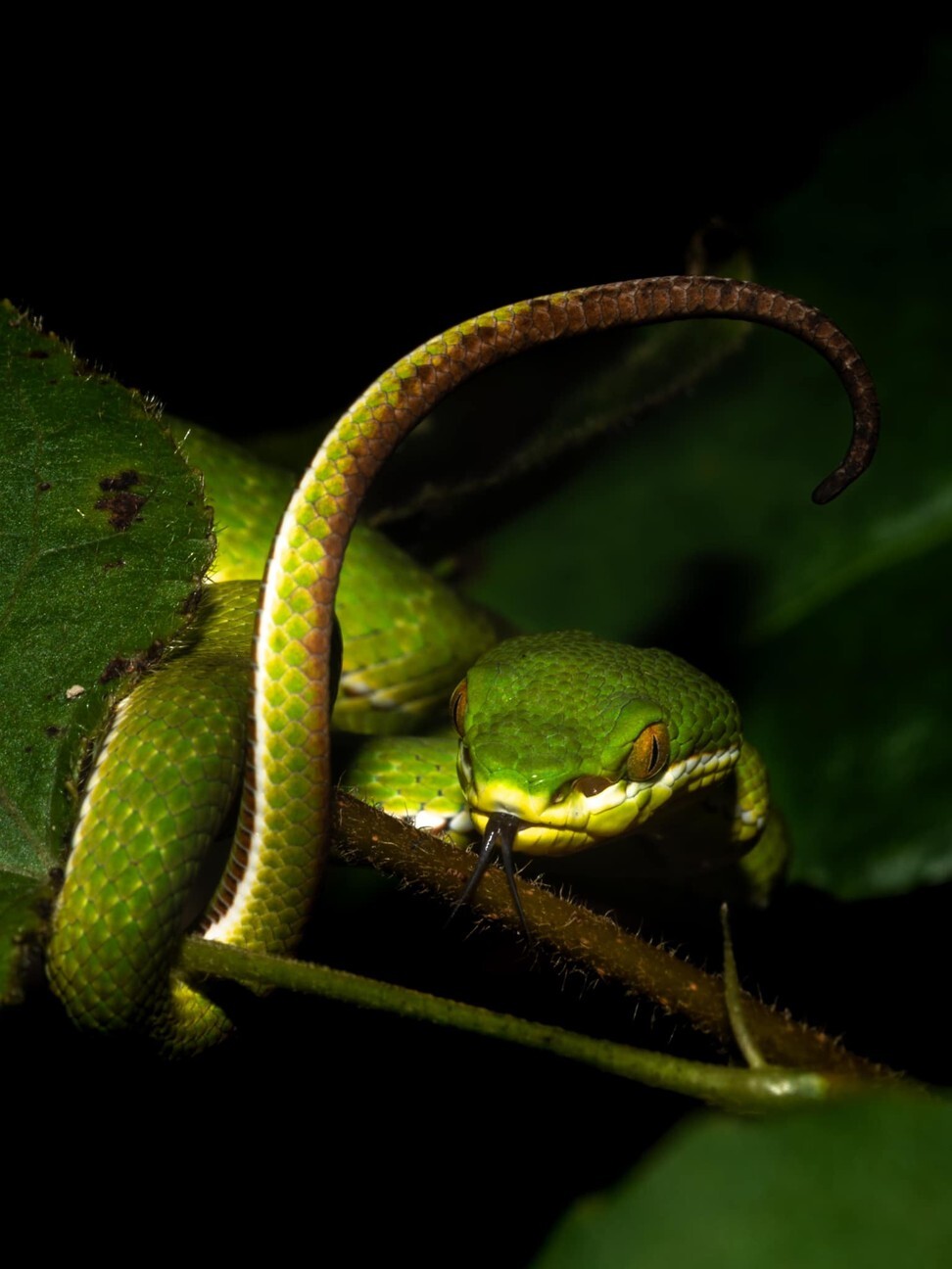 Facebook snake photo competition: incredible images of Hong Kong snakes ...