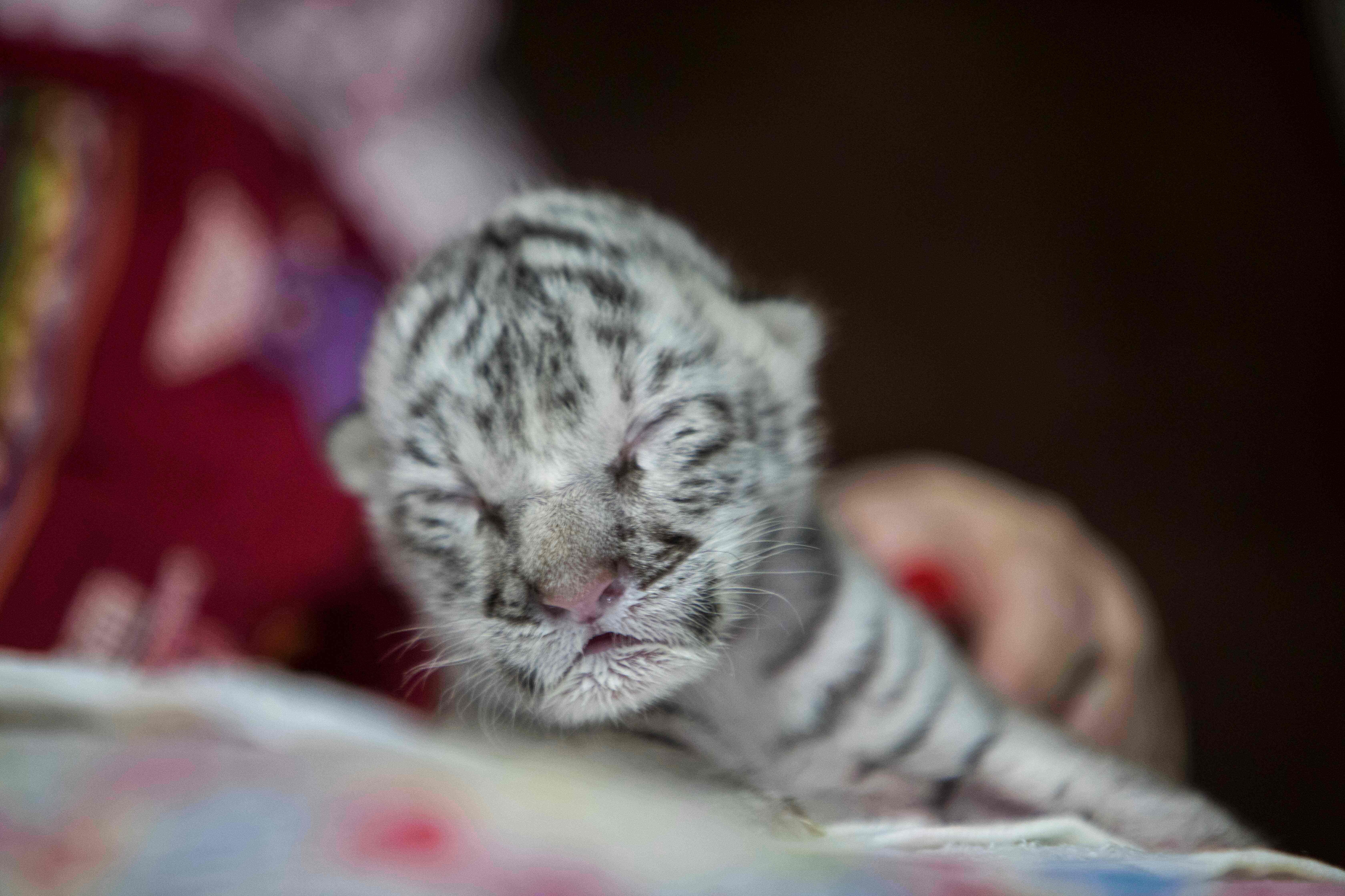 Cats that look like best sale white tigers