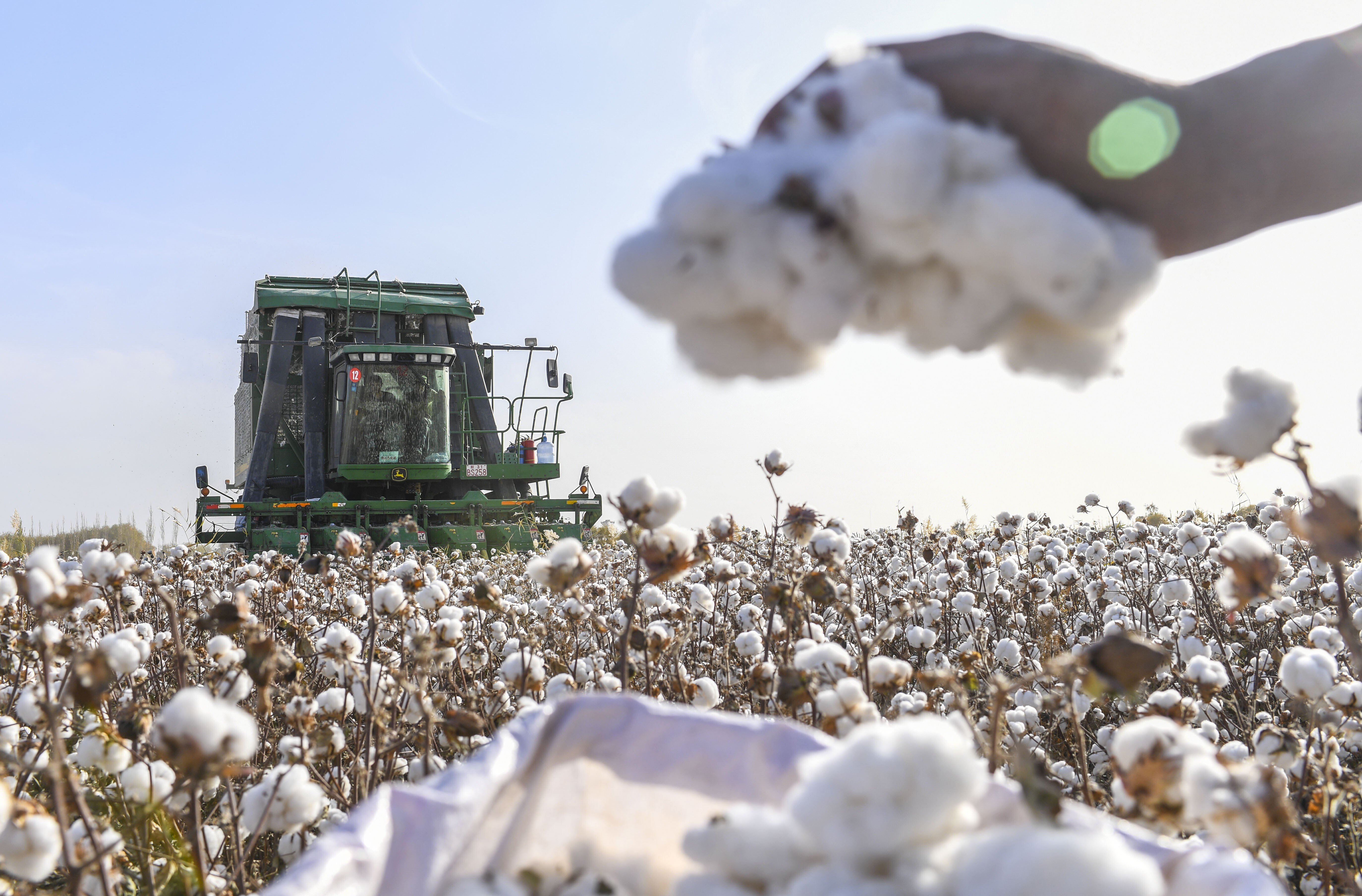 A harvester moves through a cotton field in Dolatbag in northwest China’s Xinjiang region. Most of China’s cotton crop is grown in Xinjiang, where firms that supply global brands are accused of using Uygur forced labour. Photo: Xinhua