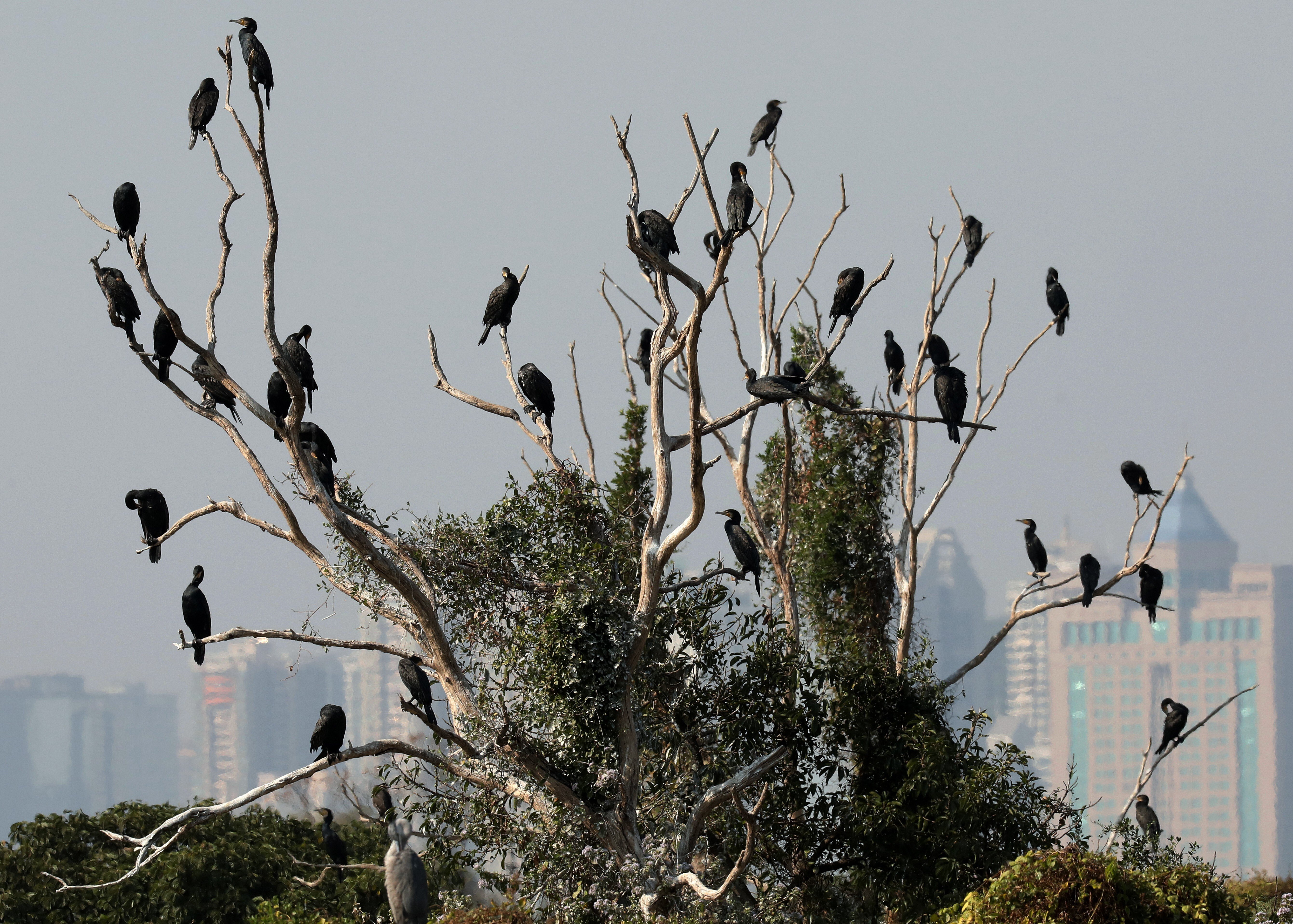 Mai Po is Hong Kong’s largest remaining wetland and recognised for its global importance for sustaining bird migrations. Photo: Nora Tam