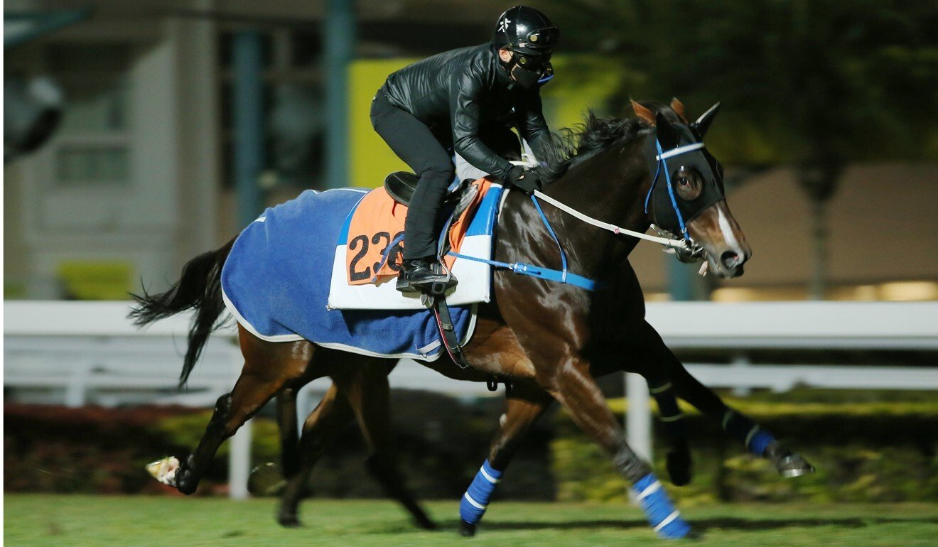 Rise High works on the turf at Sha Tin on Tuesday morning.