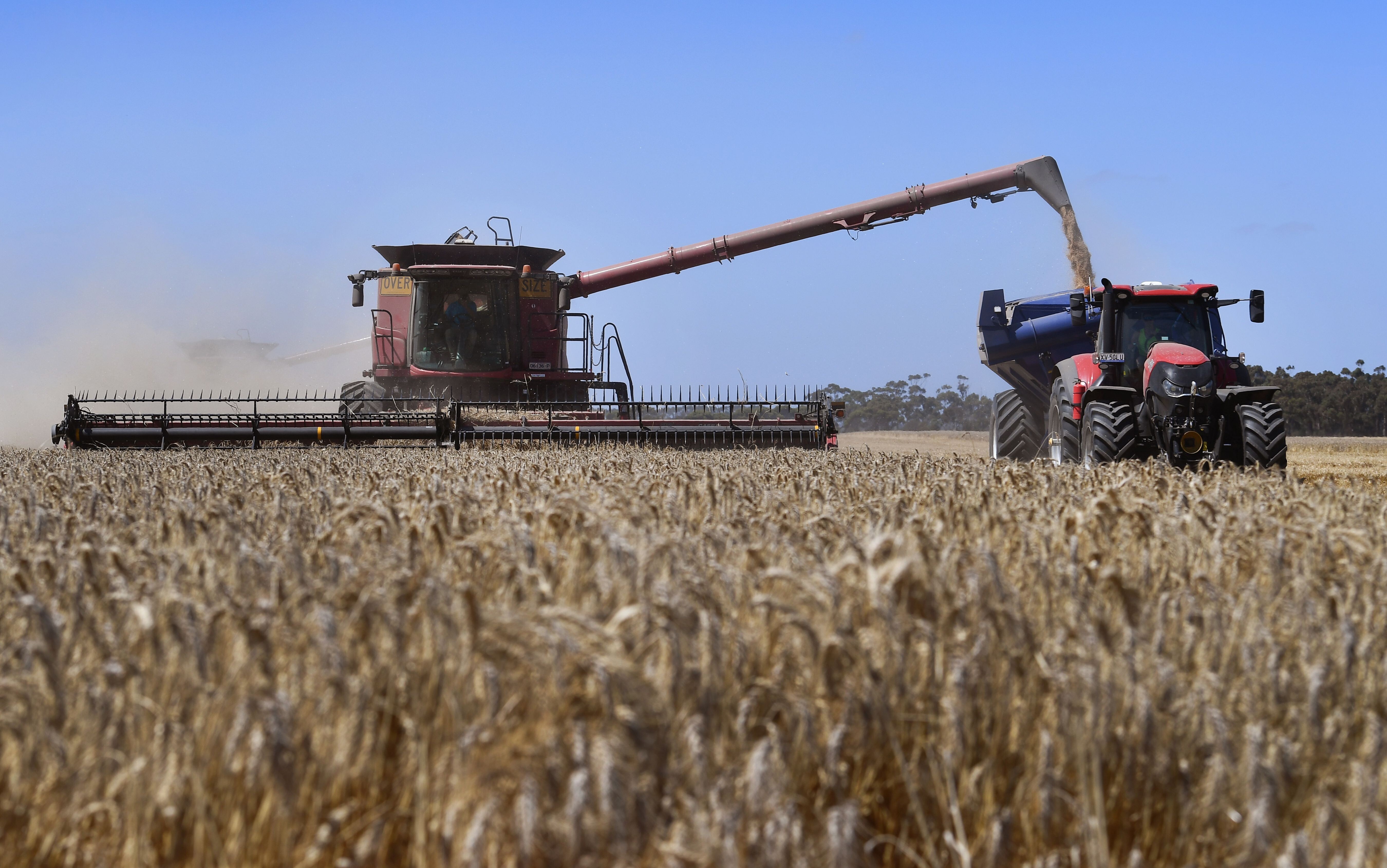 Australia’s bumper sale of wheat to China in December accounted for a third of all wheat exported from Australia, and was its largest-ever monthly wheat export to any single country. Photo: AFP