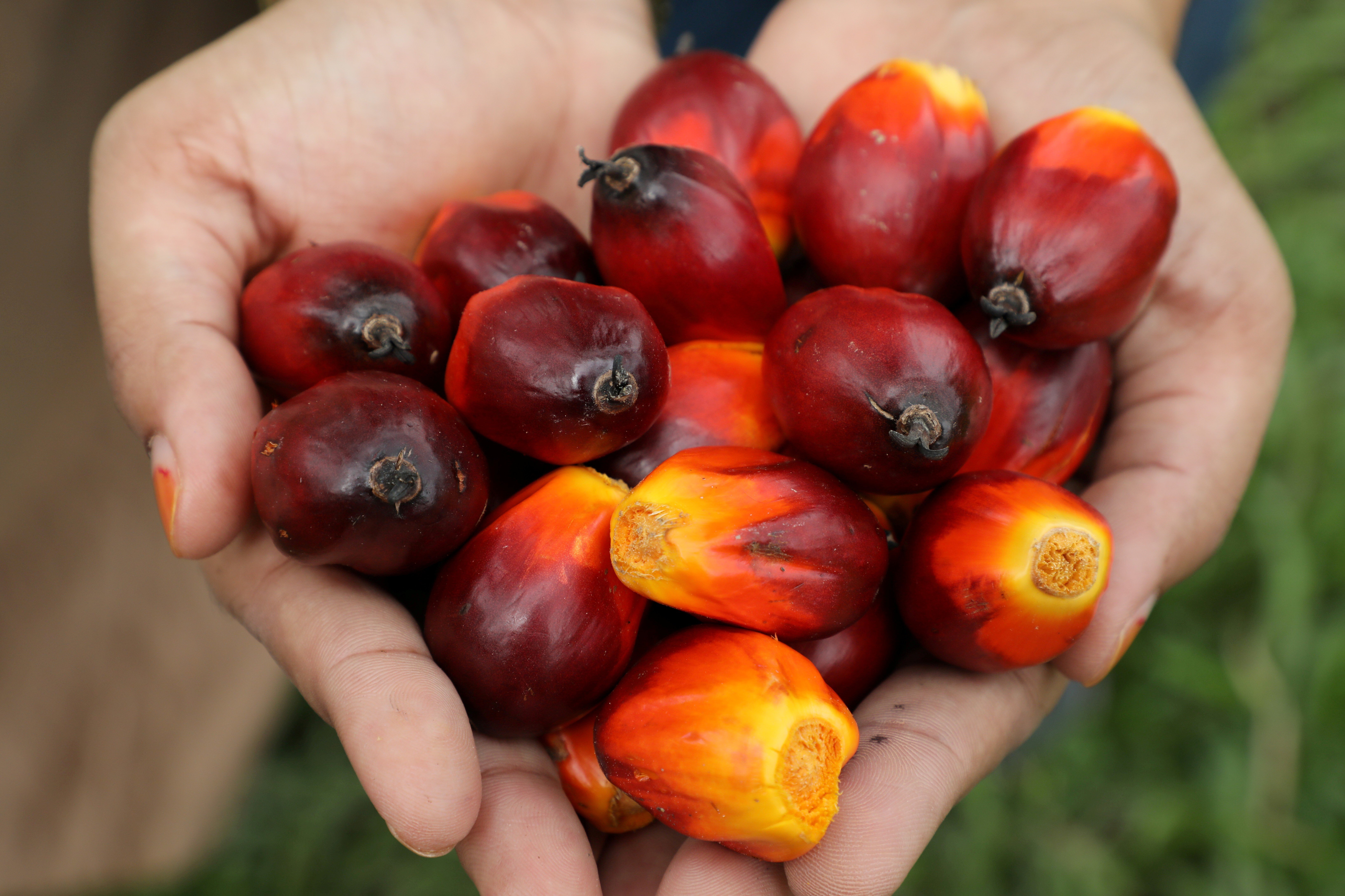 Palm oil fruits from a plantation in Pulau Carey, Malaysia. Photo: Reuters