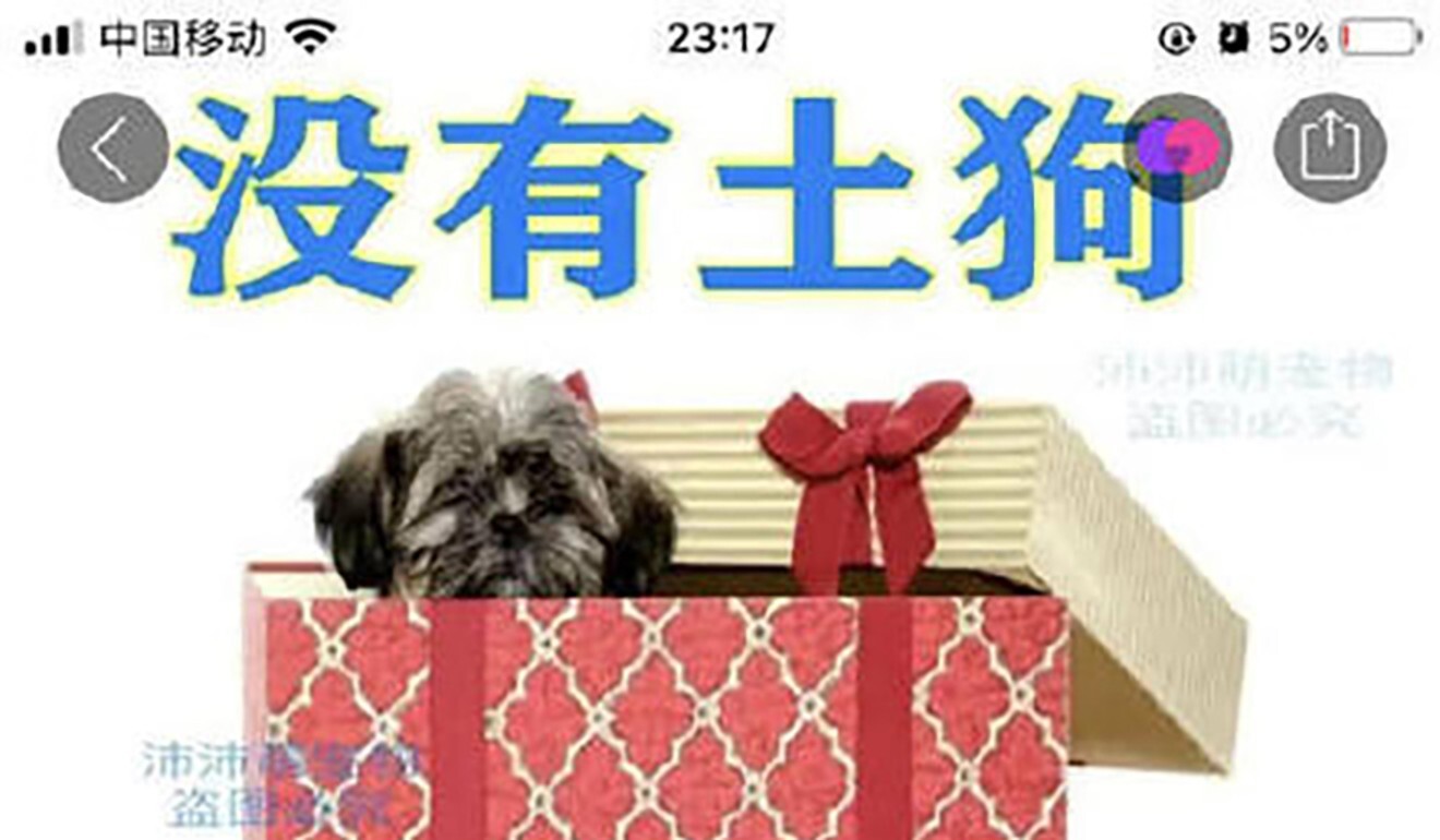 Dogs, cats, rabbits, hamsters and turtles are being sold online in China for as little as US$1.50. Photo: Sina