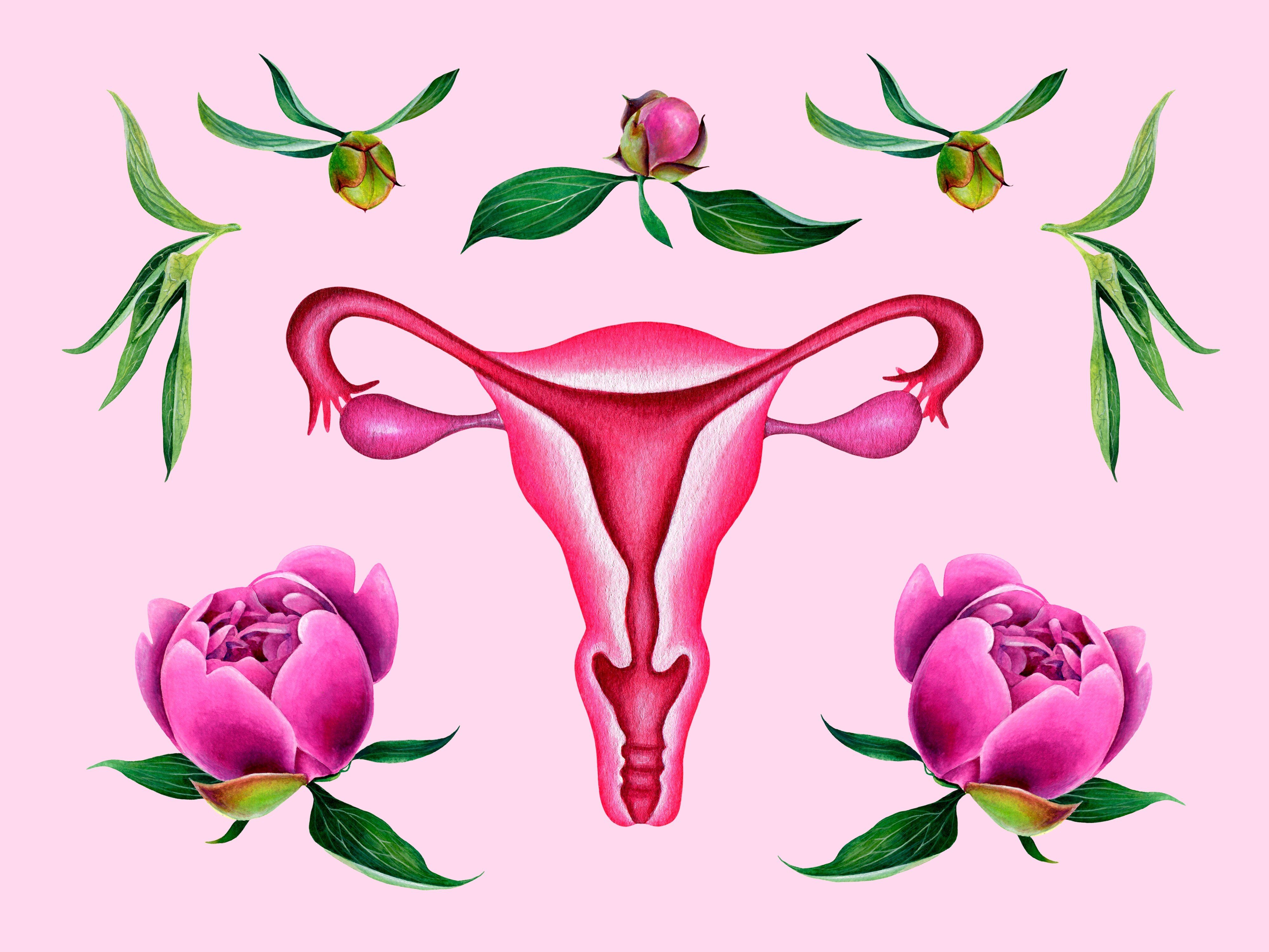 An illustration of the female reproductive system. The vagina is a mystery to many – including to some people who actually have one. Photo: Shutterstock