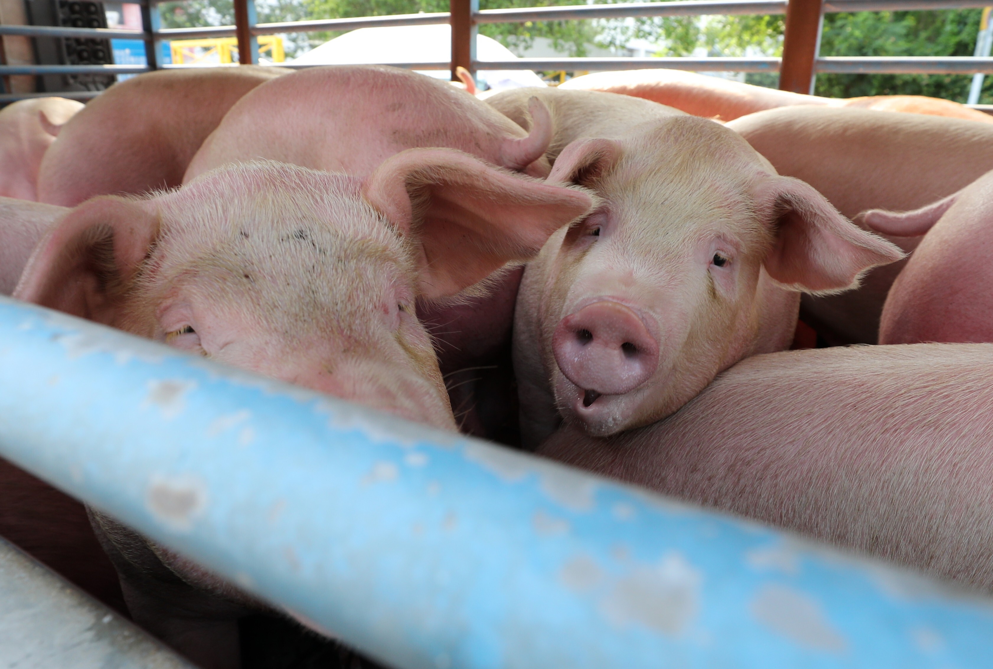Pigs at the Sheung Shui slaughterhouse. Photo: Winson Wong