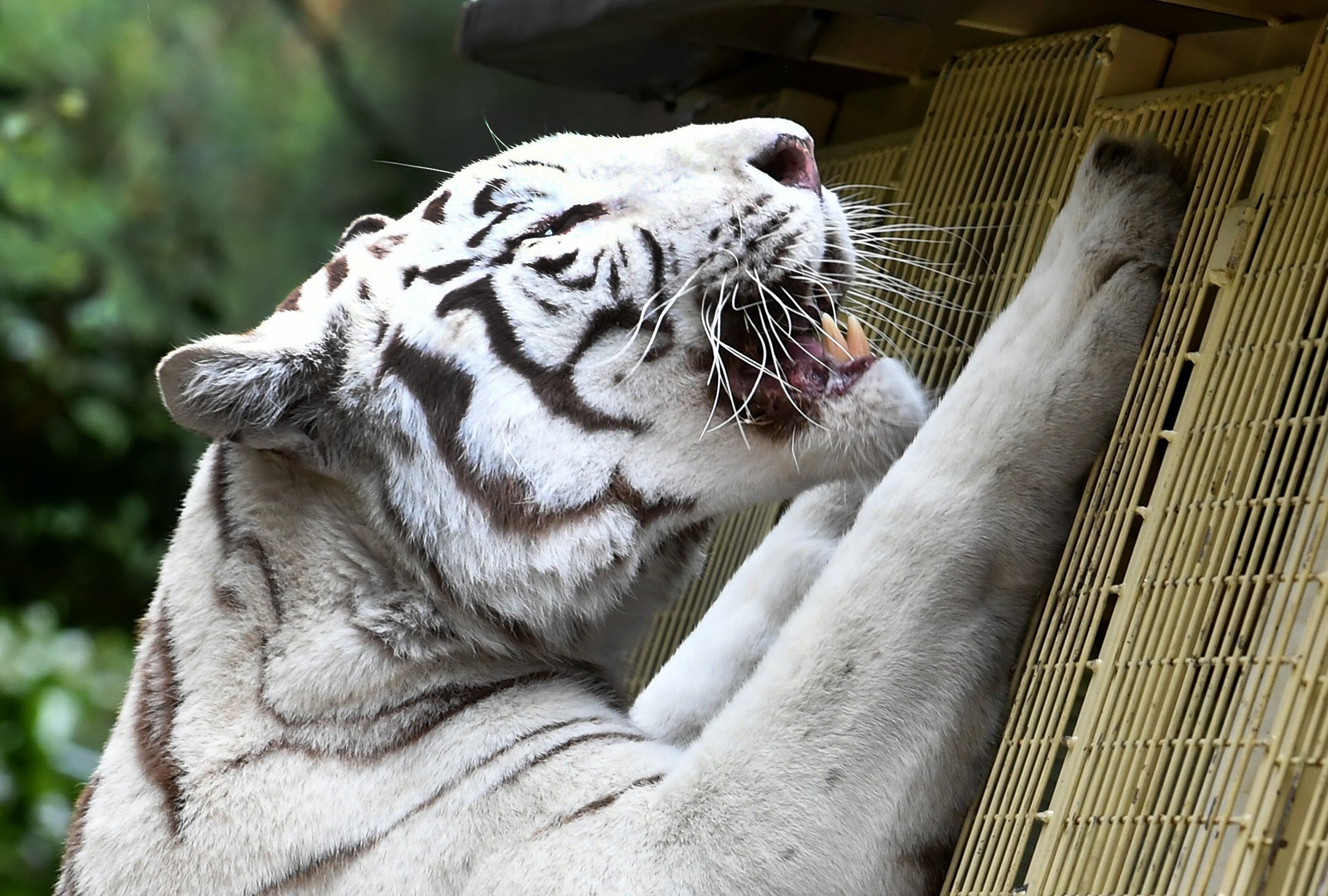 White tiger cubs die at zoo from suspected COVID-19 - CGTN