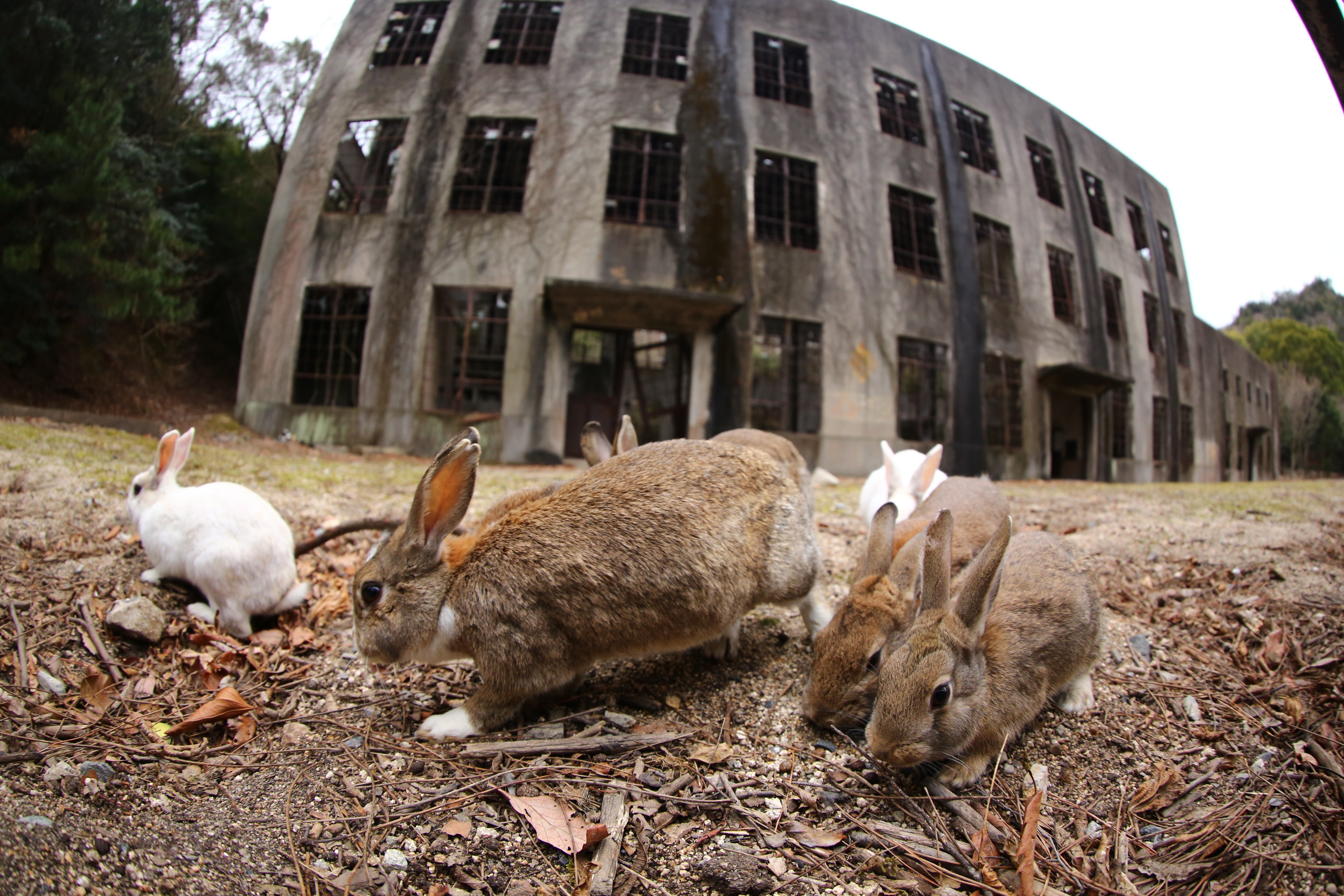 Rabbits outside the abandoned chemical weapons factory on Okunoshima, in Japan. Photo: Getty Images