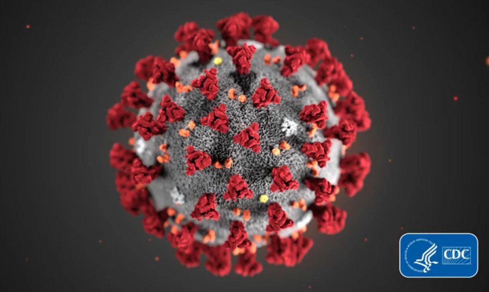 A Covid-19 particle is pictured in this image provided by the Centers for Disease Control and Prevention. Photo: CDC/TNS