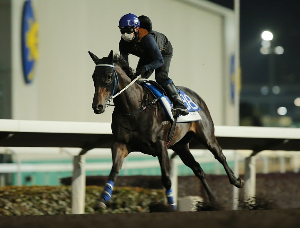 Sky Darci works at Sha Tin ahead of the Classic Cup.