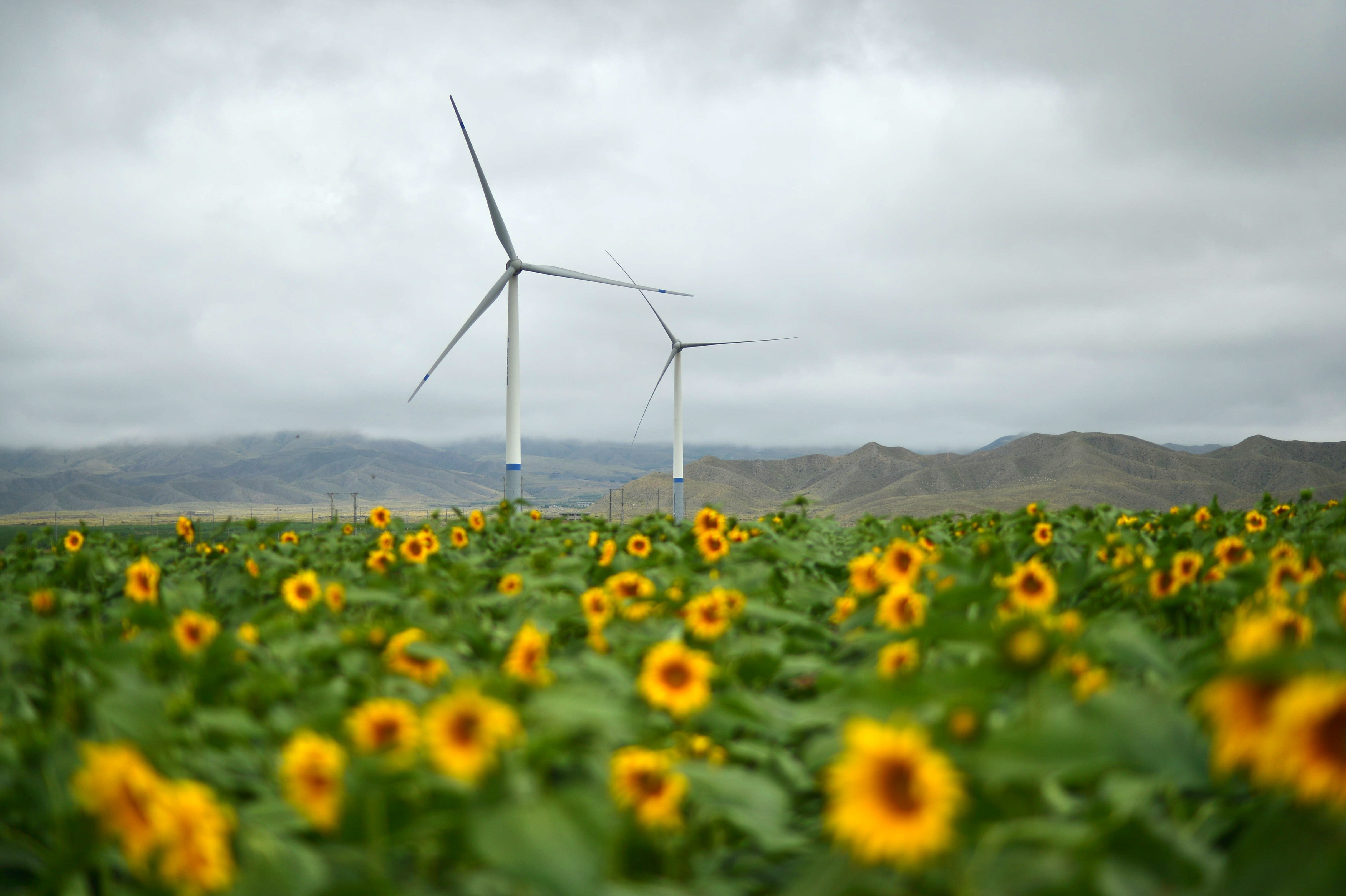 Wind turbines amid sunflowers in China’s Gansu province in August 2019. We must harness the capacity of sustainable energy to rebuild our societies and economies while protecting the environment. Photo: Xinhua